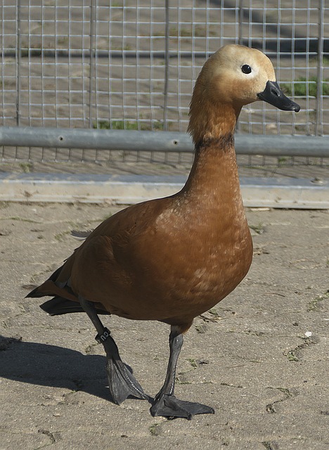 尽管已是